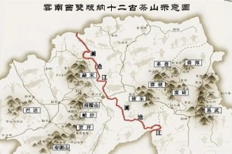 古树茶的特点、现状、收藏和品鉴